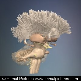 ﺠﺺﻆﻒ NeoMedicina ﺠﺺﻆﻒ: 3D ANATOMY